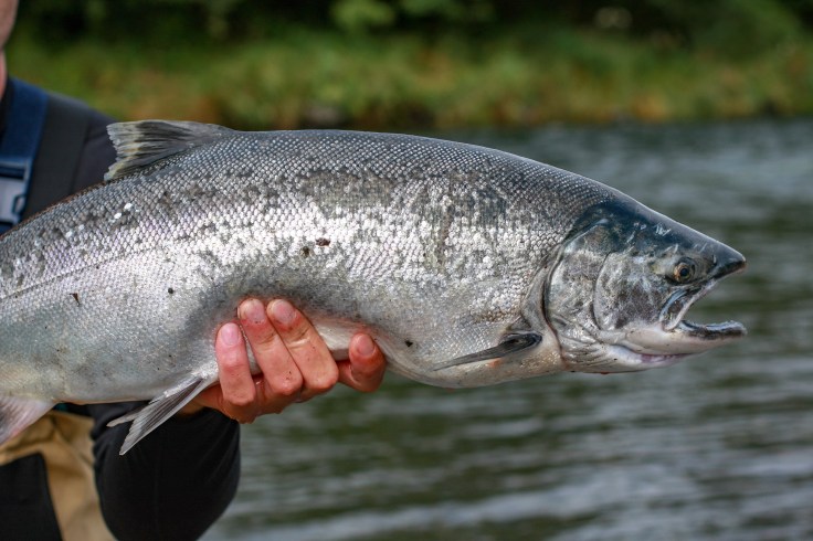 Seven Health Benefits Of Salmon “King Of Fish”