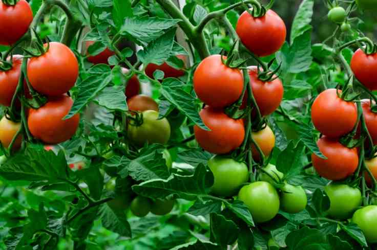 Health Benefits of&nbsp;Tomatoes