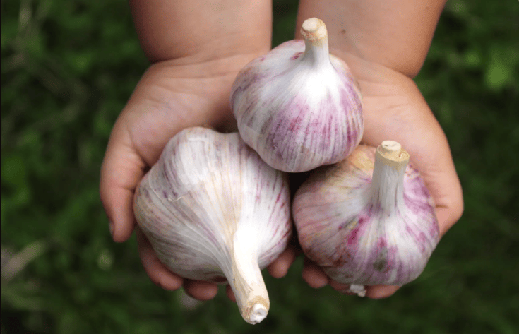 7 Ways You Can Use Garlic
