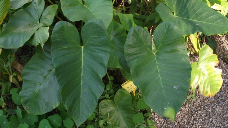 8 Health Benefits Of Cocoyam&nbsp;Leaves