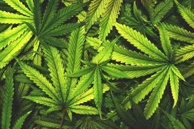 Health Benefits Of&nbsp;Cannabis