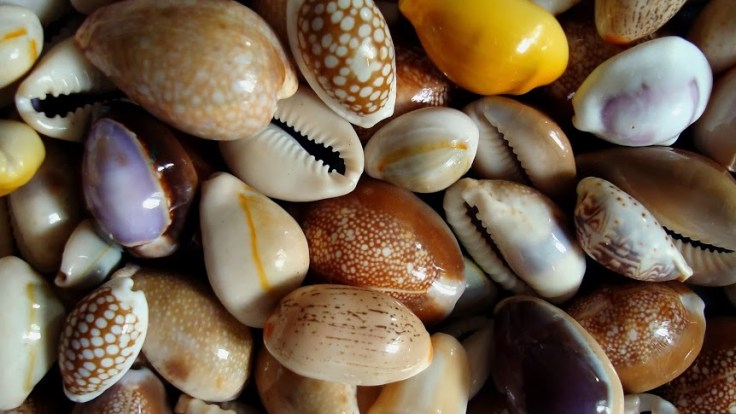 5 Health Benefits Of Cowry&nbsp;Shells