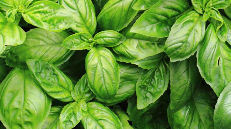 Health Benefits Of&nbsp;Basil