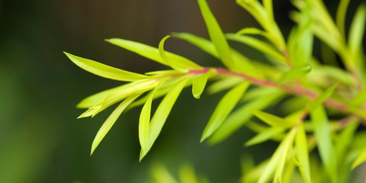 Health Benefits Of Tea Tree