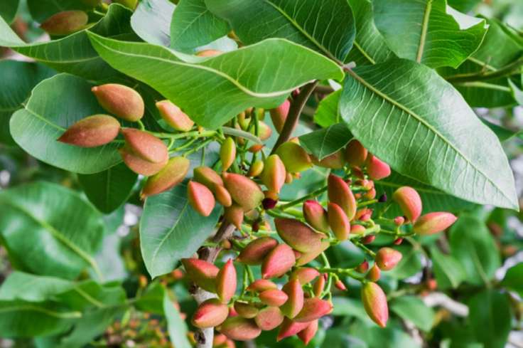 Health Benefits Of Pistachio
