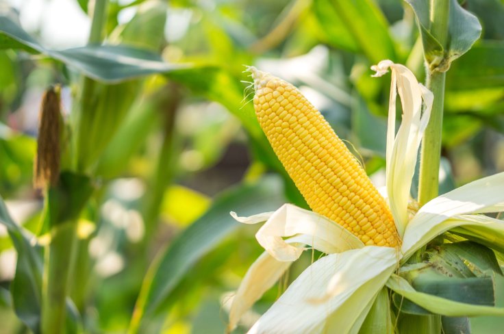 Health Benefits Of Maize