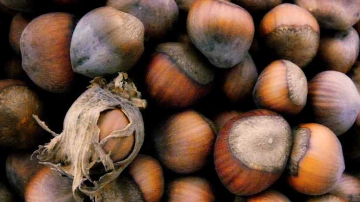Health Benefits Of Hazelnut