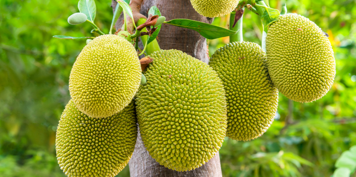 Health Benefits Of “Jack Of All Fruits” Jackfruit
