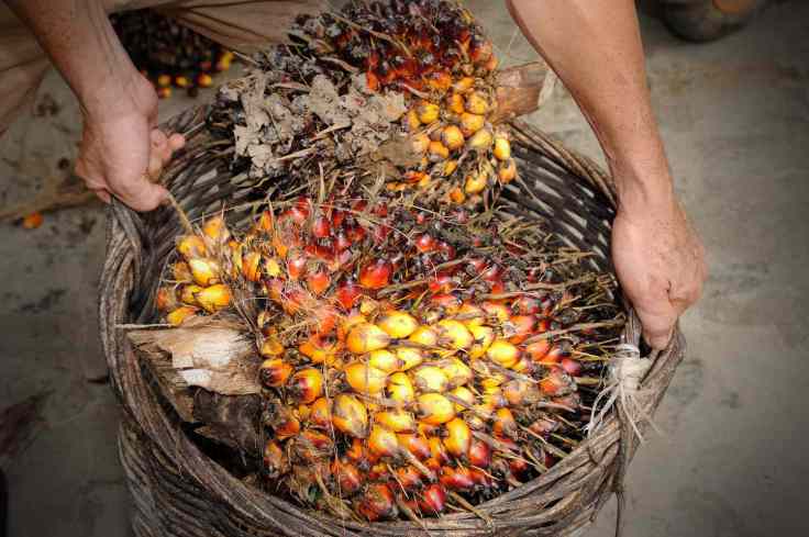 Health Benefits Of Palm Nut