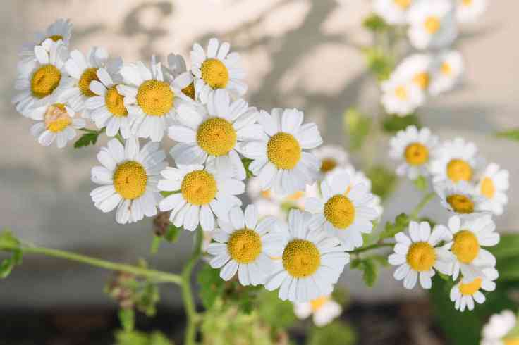 You Should Know About These 7 Health Benefits Of Chamomile Oil
