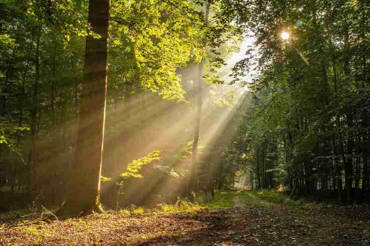 Health Benefits Of&nbsp;Sunlight