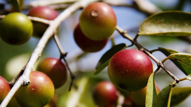 8 Health Benefits Of Camu Camu