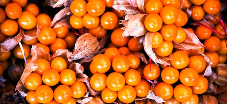 7 Health Benefits Of Aguaymanto