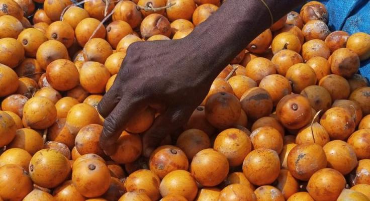 Health Benefits Of African Star Apple