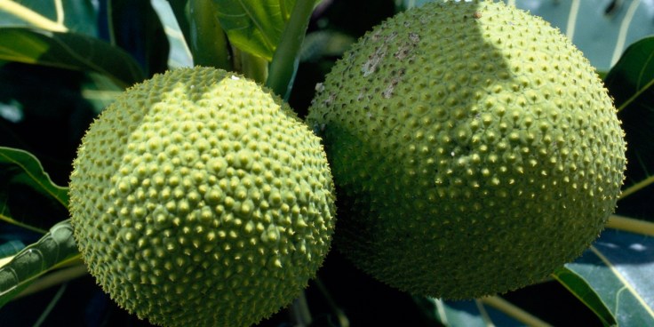 10 Health Benefits Of Breadfruit