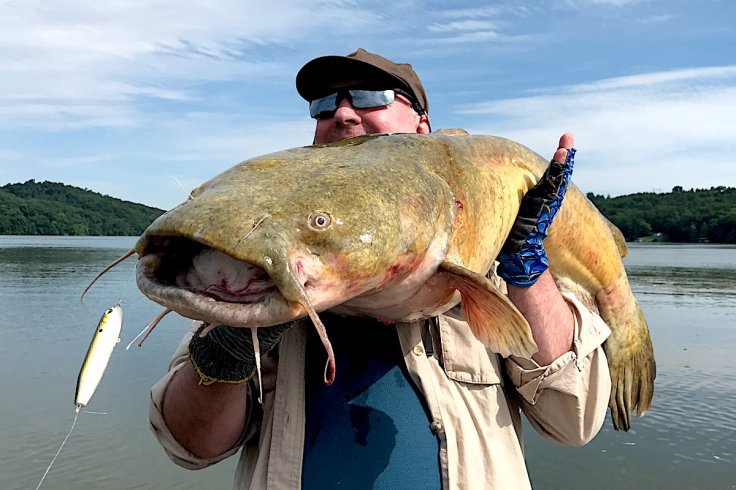8 health Benefits Of&nbsp;Catfish