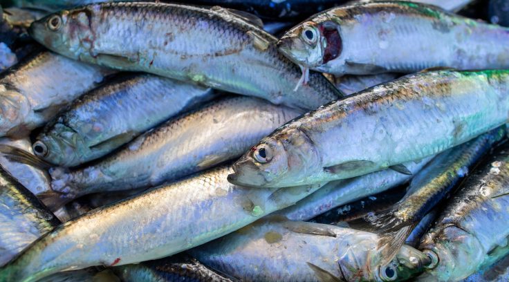 7 Health Benefits Of&nbsp;Herring