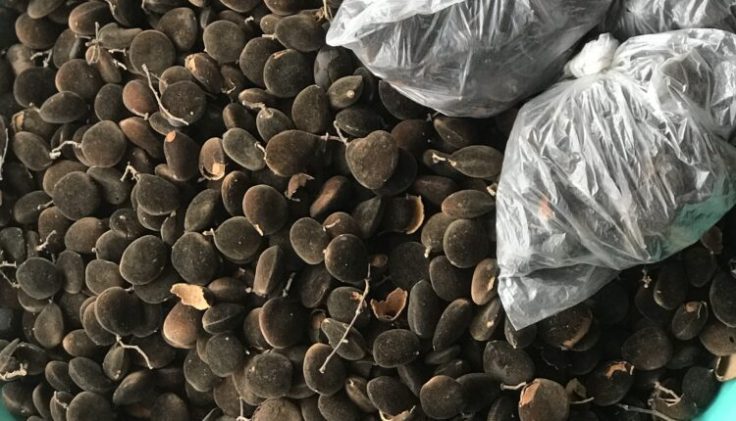 10 Health Benefits Of Black Velvet&nbsp;Tamarind