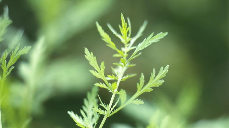 Health Benefits Of Sweet&nbsp;Wormwood